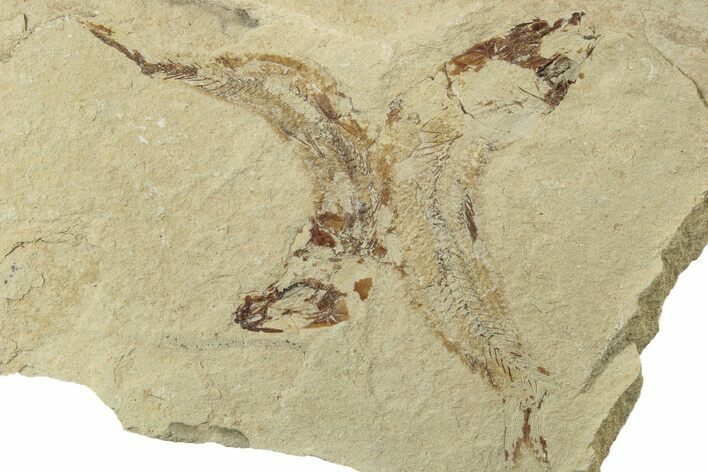 Two Cretaceous Fossil Fish - Lebanon #238370